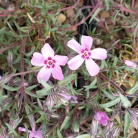 Phlox subulata 'Tamaonagalei'